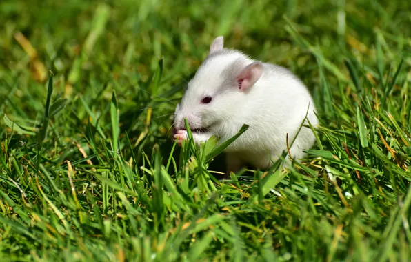 Greens, summer, grass, pose, background, glade, mouse, mouse
