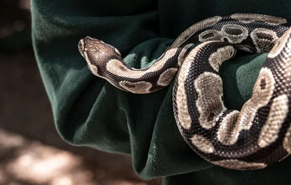 Clothing, people, hand, snake, Python, sleeve, pet, spotted
