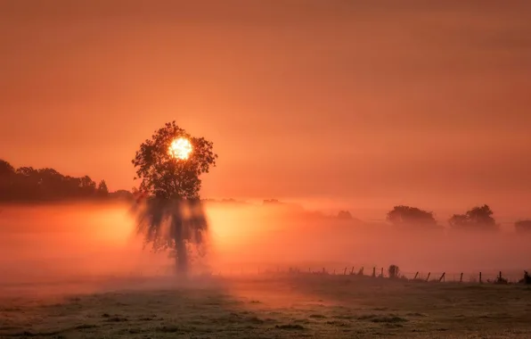 Picture the sun, trees, sunset, fog, England