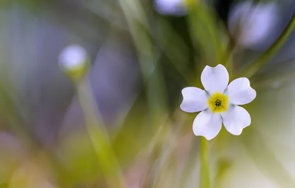 Grass, macro, petals, meadow