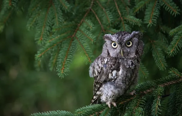 Picture forest, look, owl, branch