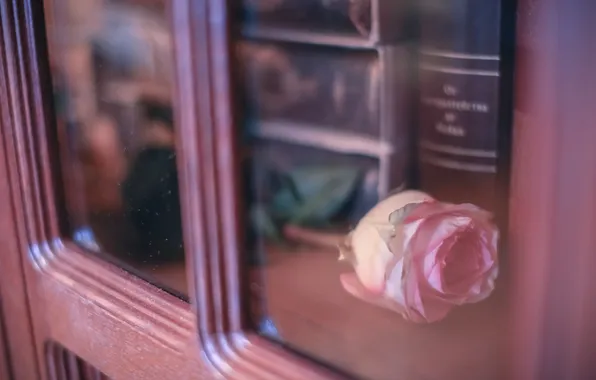 Flower, glass, rose, petals
