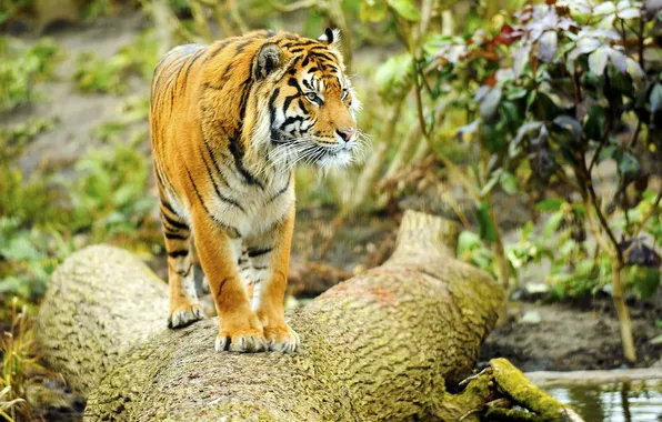 Picture look, tiger, tree, predator