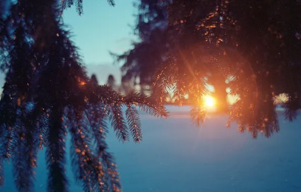 Winter, the sun, snow, branches, tree