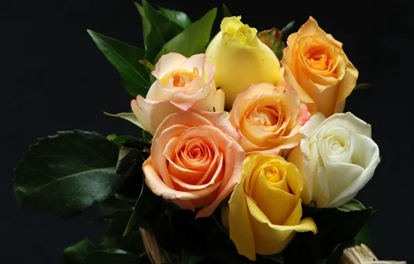 Leaves, the dark background, a bouquet of roses