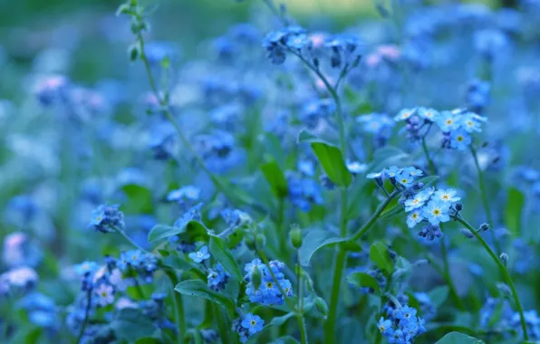 Picture macro, flowers, blue, blue