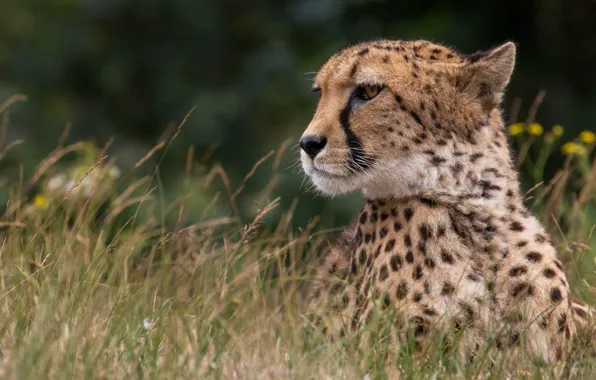 Cat, grass, face, nature, background, portrait, Cheetah, lies