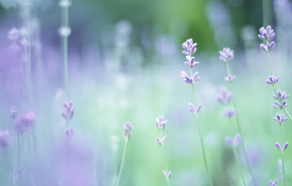Picture greens, macro, flowers, glade, plants, focus, spring, blur