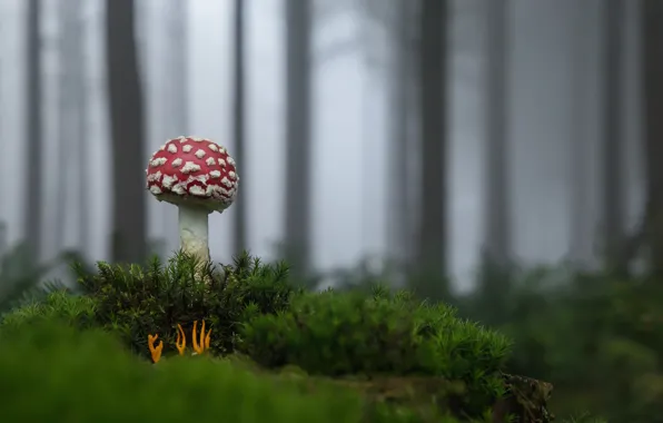 Forest, mushroom, mushroom