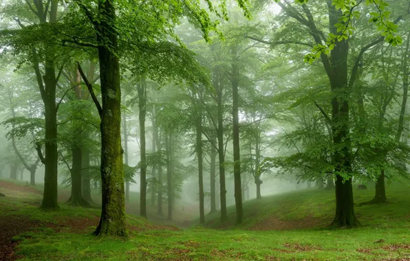 Greens, forest, grass, trees, fog, moss