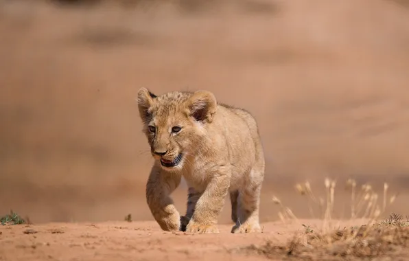 Leo, cub, lion