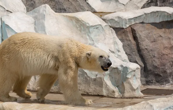 White, look, pose, stones, rocks, bear, mouth, walk