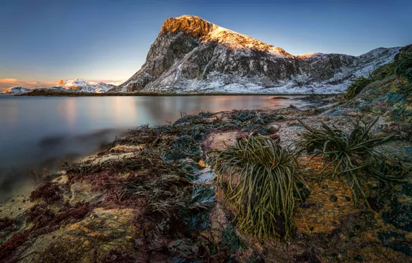 Sea, algae, mountains, rocks, dawn, coast, Norway, The Lofoten Islands