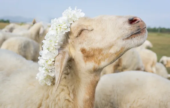Face, flowers, sheep, portrait, white, wreath, sheep, the herd