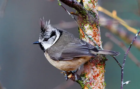 Picture bird, branch, titmouse, crested