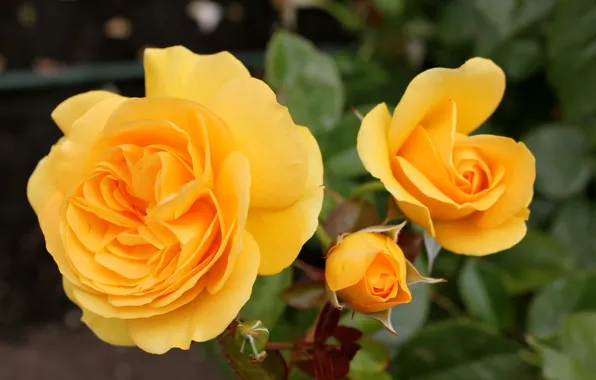 Roses, buds, yellow, yellow, roses