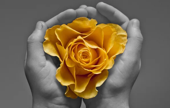 Picture flower, background, hands