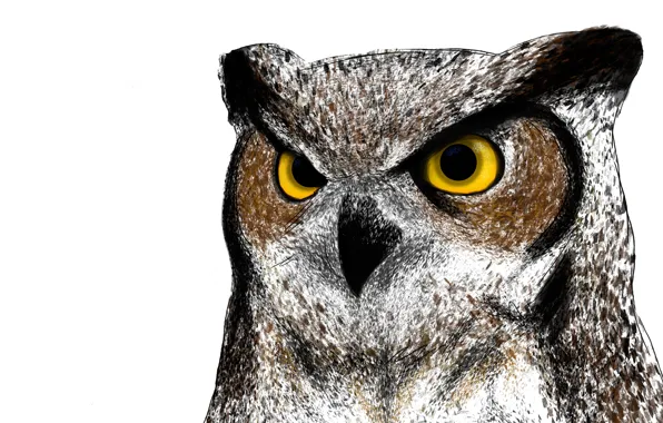 Owl, bird, painting, owl
