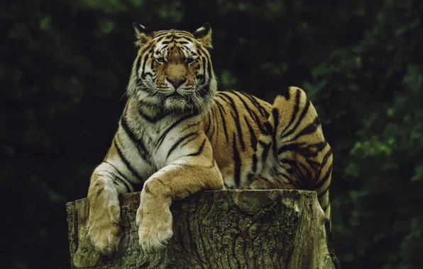 Tiger, animal, wildlife, big cat