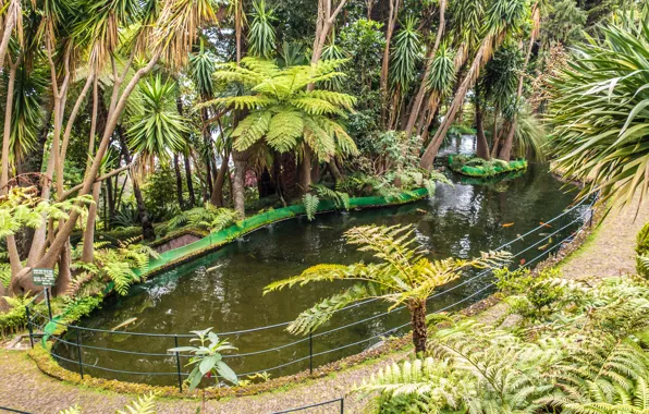 Tropics, pond, palm trees, garden, tropical, Tropic, Monte palace