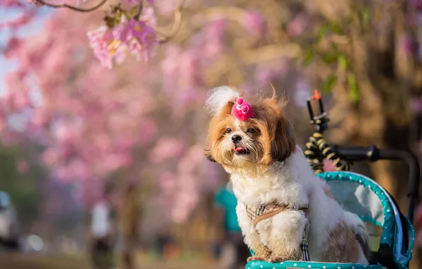 Language, look, light, flowers, dog, spring, Sakura, hairstyle