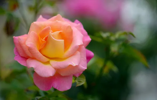 Picture flower, rose, garden