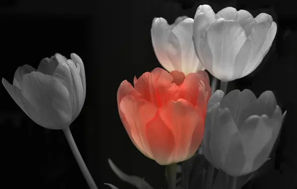 Background, paint, petals, tulips