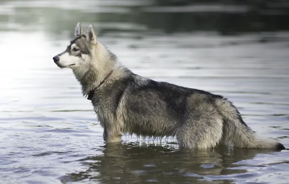 Picture dog, husky, in the water