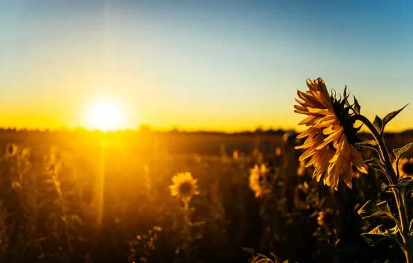 Light, sunset, sunflower