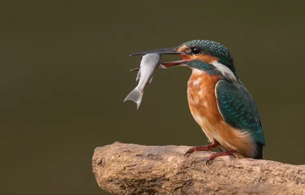 Picture nature, bird, fish