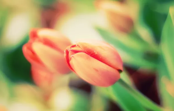 Picture Flower, Tulip, Blur, Beautiful, Tulip