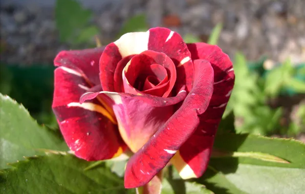 Picture flowers, roses, spotted