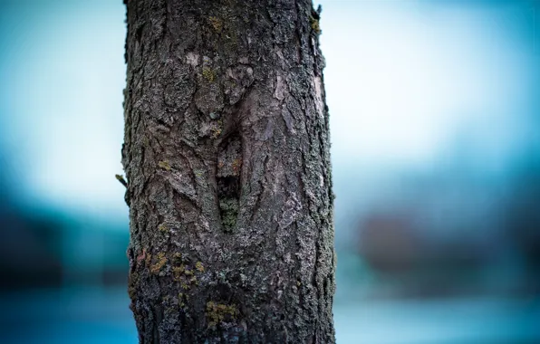 Tree, trunk, bark