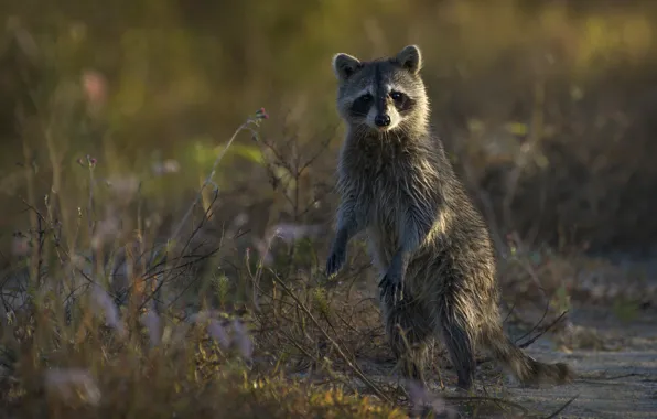 Nature, paws, raccoon, stand