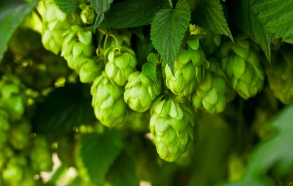 Leaves, macro, plant, hops