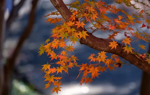 Autumn, leaves, branches, tree, maple, orange, maple, maple