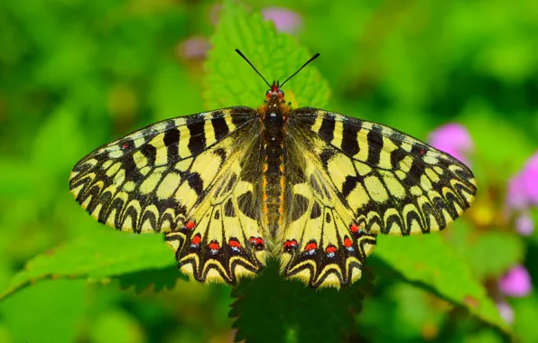 Picture Macro, Butterfly, Macro, Butterfly