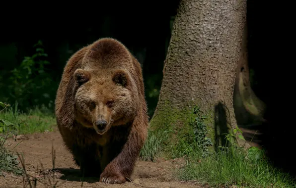 Tree, bear, walk