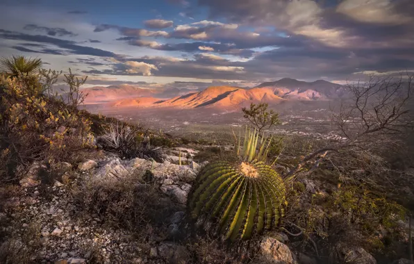 Mountains, valley, Mexico, cacti