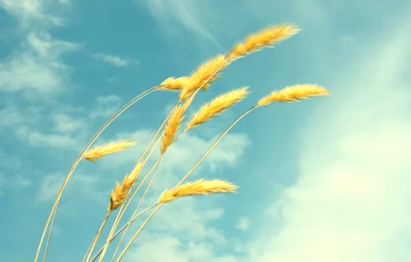 Wheat, summer, the sky, clouds, ease, spikelets