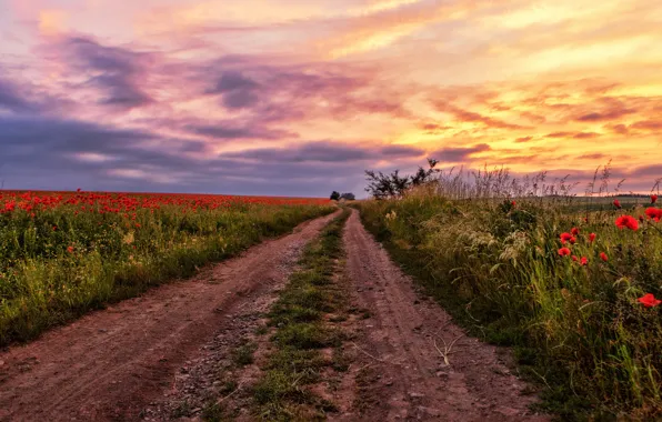 Road, field, summer