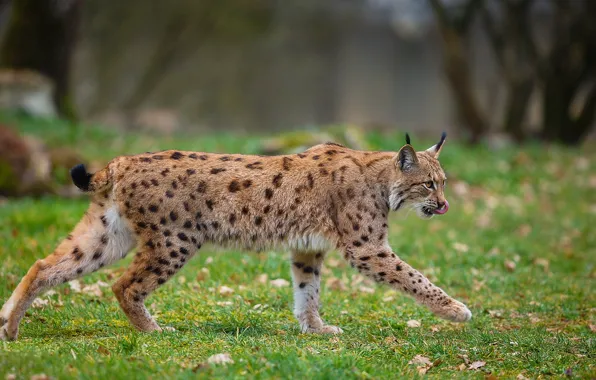 Language, grass, leaves, nature, glade, walk, lynx, wild cat