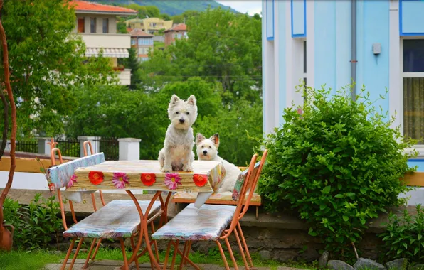 Trees, Dogs, Yard, Trees, The West highland white Terrier, Dods