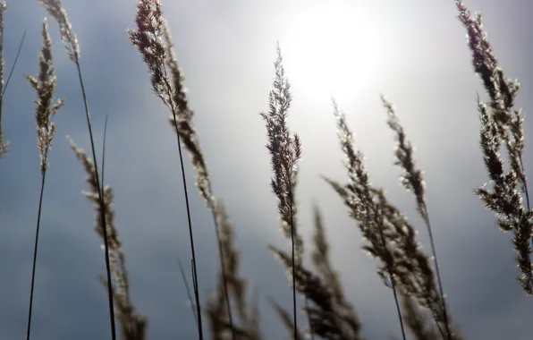 The sky, grass, the sun, heat