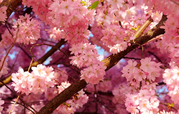 Picture NATURE, TREE, FLOWERS, BRANCH, MACRO, PINK, FLOWERING