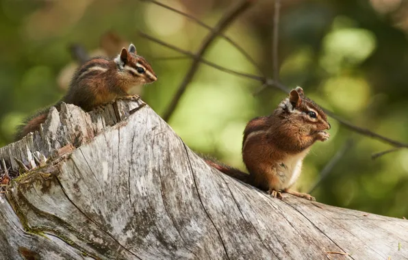 Stump, pair, animals, rodents, chipmunks