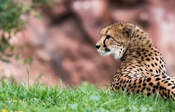 Picture look, nature, Cheetah, lies