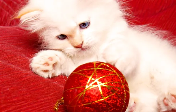 Kitty, toy, new year, cat