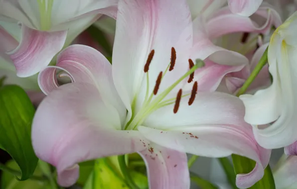 Wallpaper Lily, macro, petals, nature