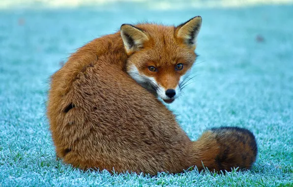 Picture frost, grass, look, face, pose, Fox, tail, red
